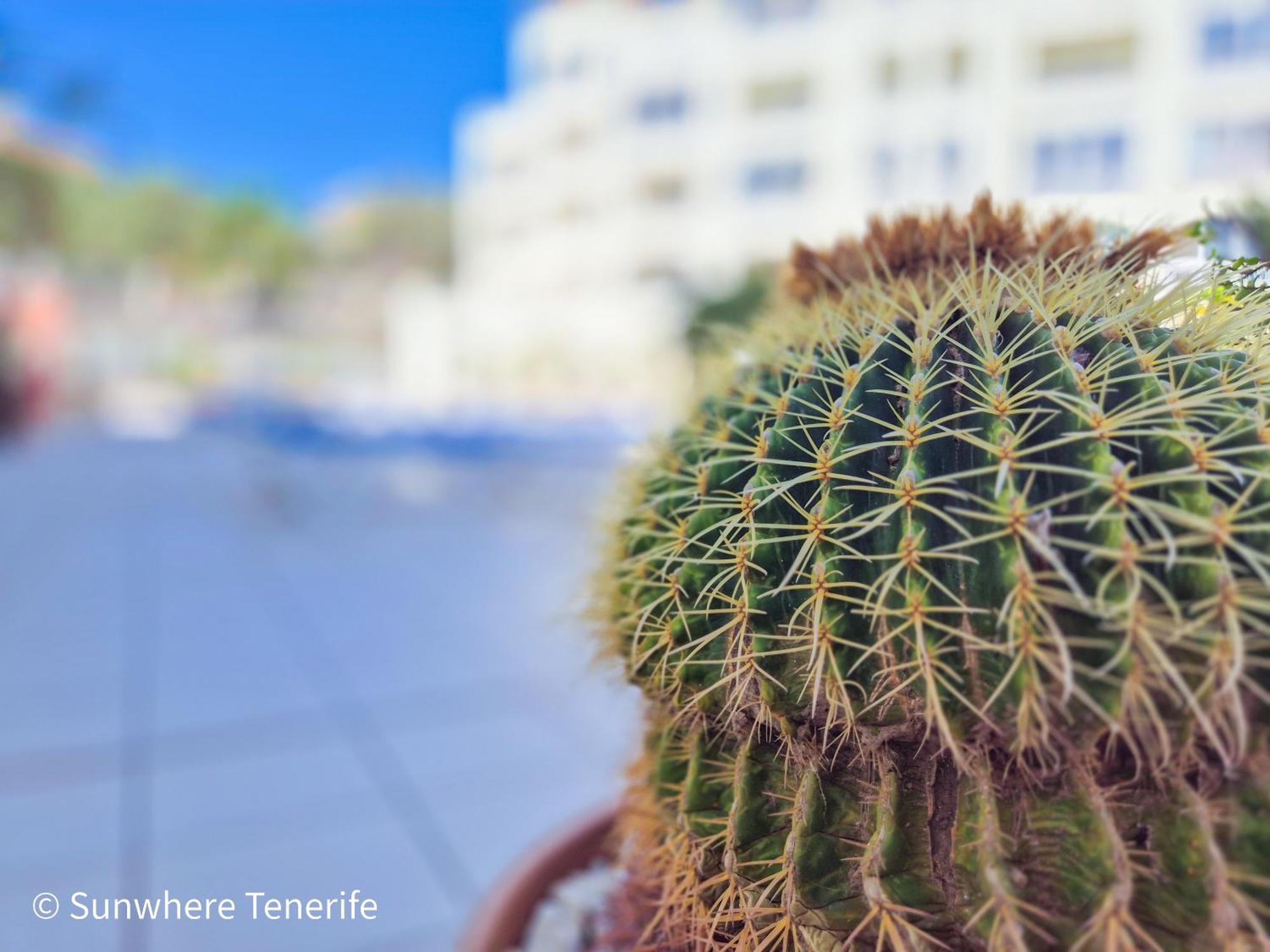 Mona'S Point Tenerife - Aircon, Private Parking And Heated Pool 산미겔데아보나 외부 사진